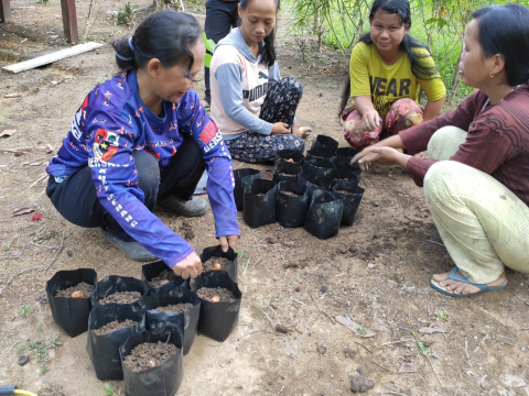 Belajar Menyemai Bibit Durian